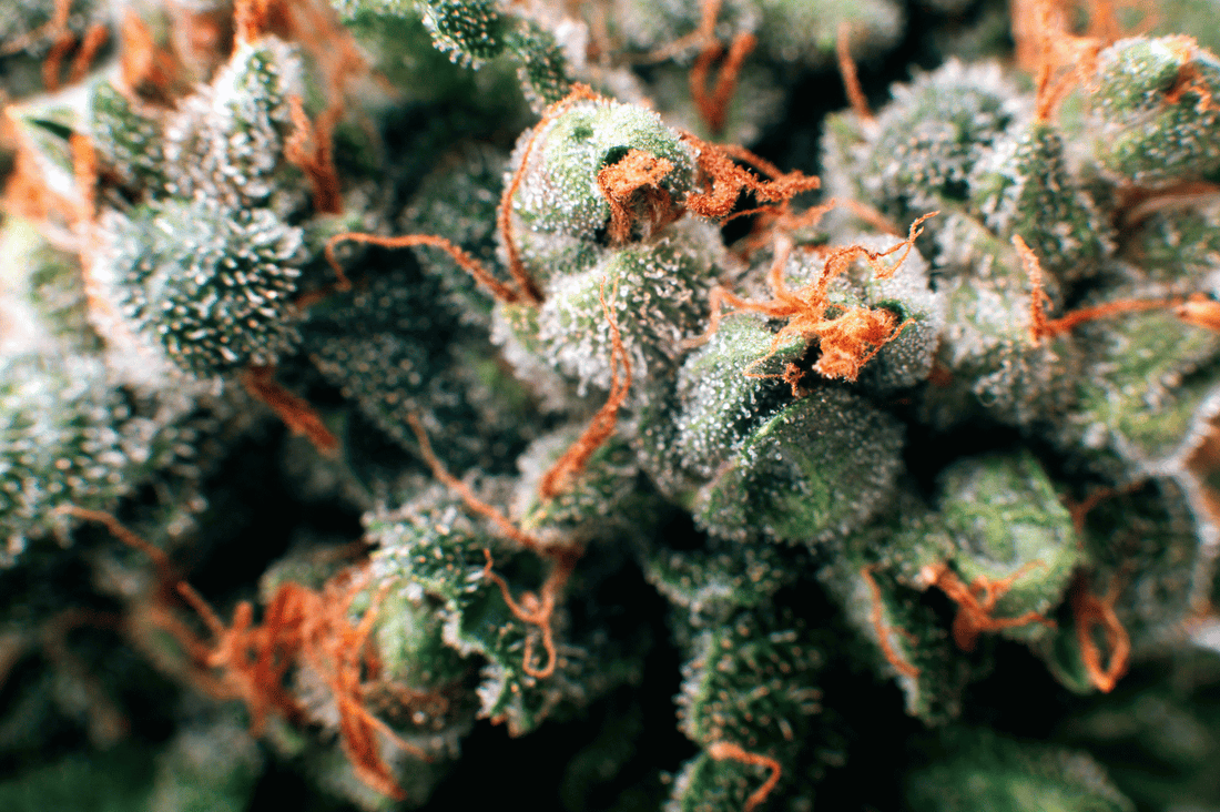 Comment choisir une boutique de CBD fiable en ligne ?