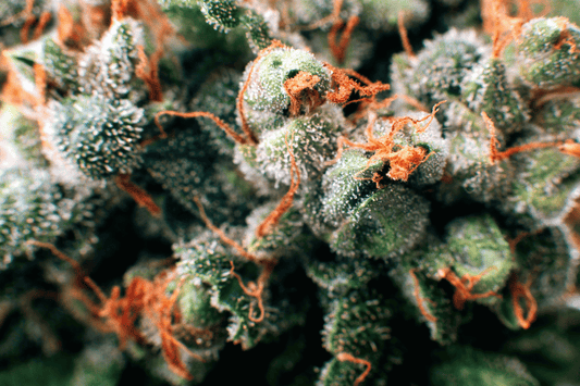 Comment choisir une boutique de CBD fiable en ligne ?