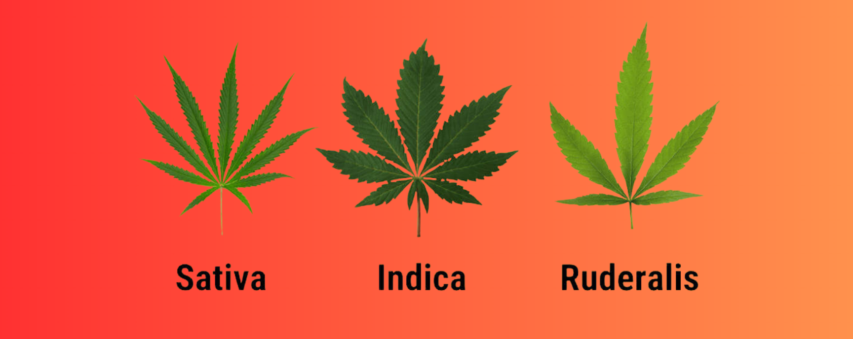 Quels sont les types de cannabis ?