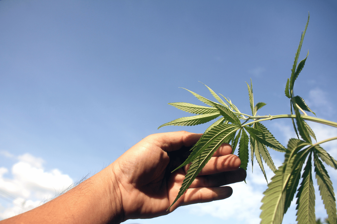 Pourquoi la traçabilité est essentielle dans le cannabis légal ?