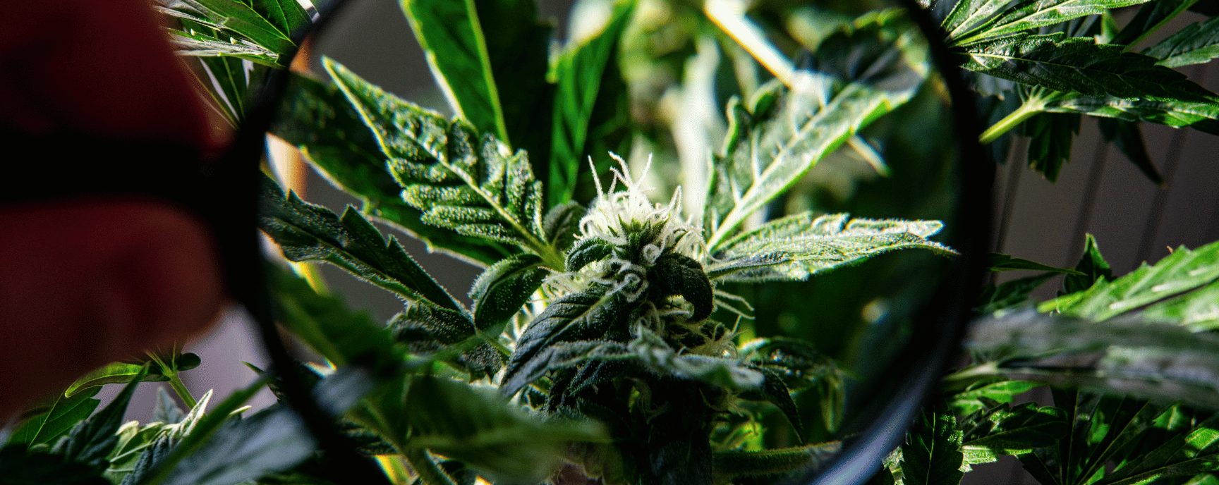 Décryptage du THC-H : Un Cannabinoïde proche du THC