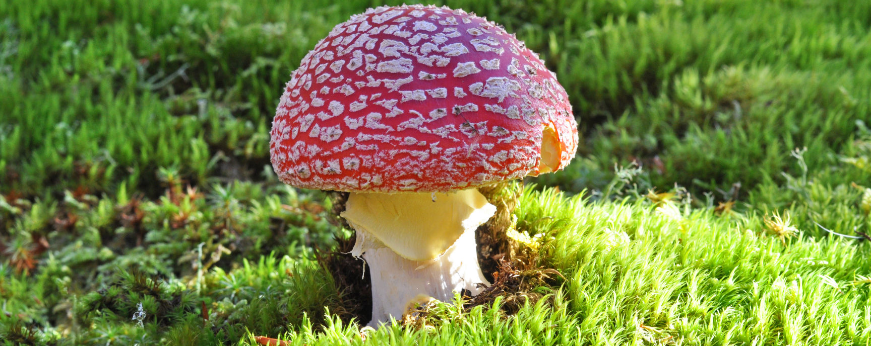 Amanita Muscaria : le champignon rouge à points blancs