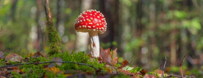 Wie wird der Fliegenpilz konsumiert?