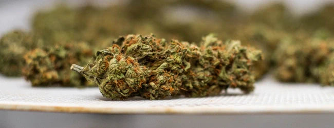 Les terpènes du cannabis et leurs propriétés
