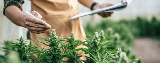 THC-P: Ein vielversprechendes Cannabinoid für das Wohlbefinden