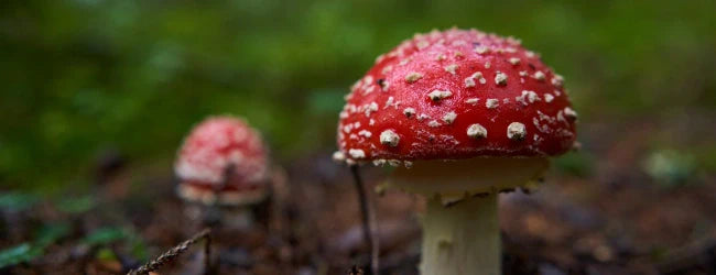 The effects of Amanite Tue-Mouche: truly hallucinogenic?