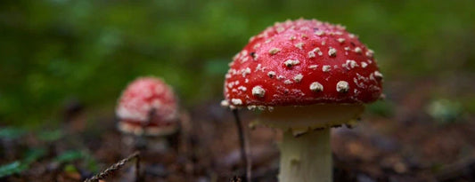 Los efectos de la Amanita Tue-Mouche: ¿realmente alucinógenos?