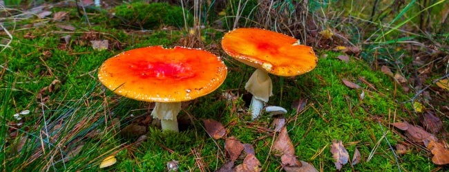 Mikä on muscimol Amanites-sienistä?