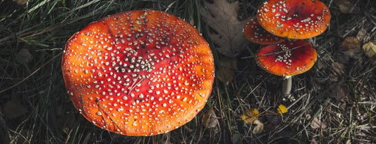 Milyen hatásai vannak a muscimolnak?