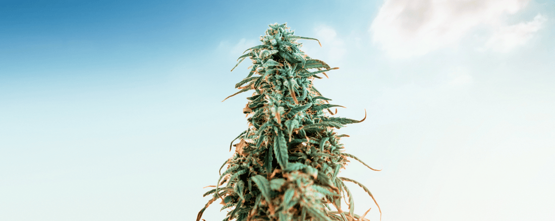 HHC tyrinėjimas: naujojo kanabinoido paslaptys ir potencialas su Puffy