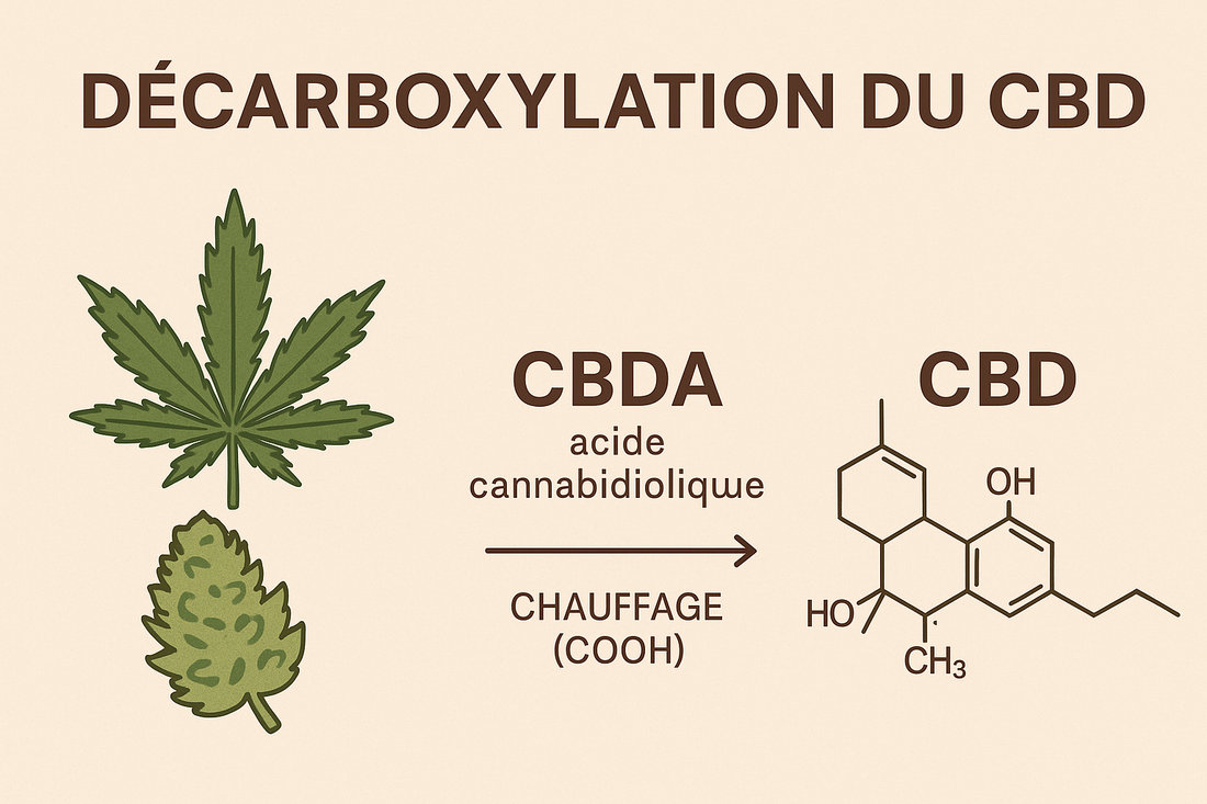 Hoe werkt CBD decarboxylering?