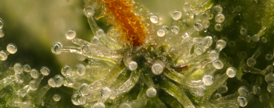 Hybriden van cannabis